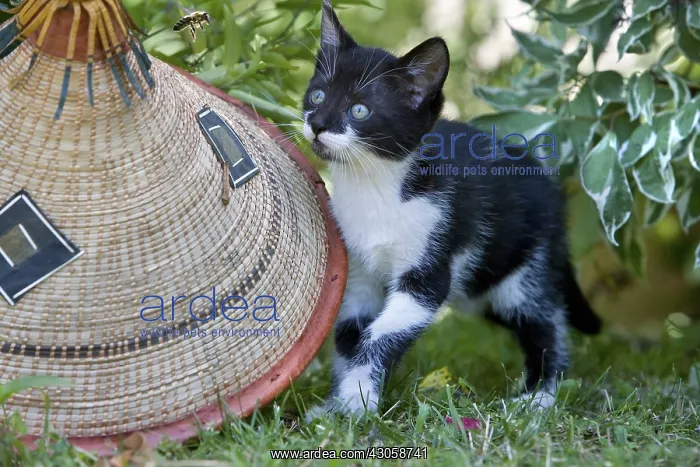 : Kitten looking at a bee flying near a hat Lautenbach France : Kitten looking at a bee flying near a hat Lautenbach France