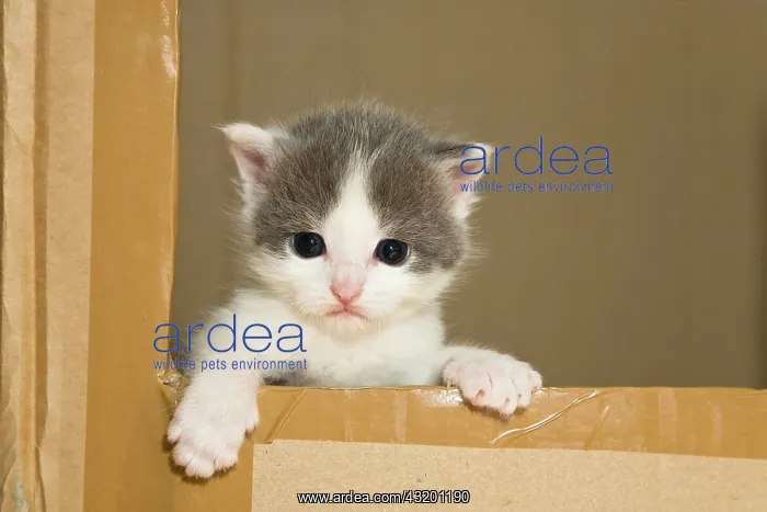 : Kitten looking couriously out of a carboard box : Kitten looking couriously out of a carboard box
