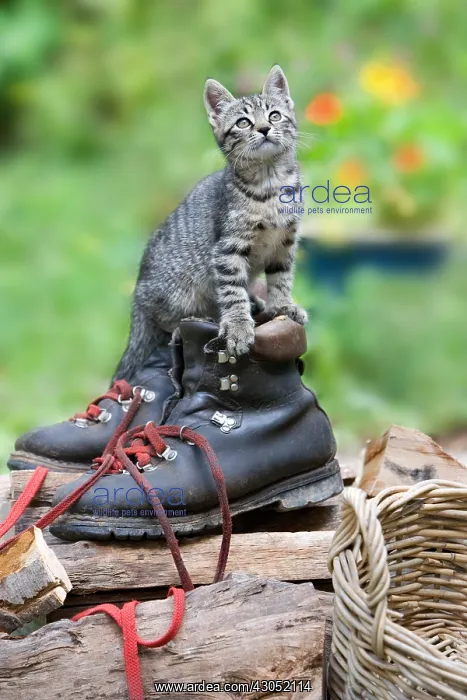 : Kitten on lumberjack shoes in Oberbruck Alsace France : Kitten on lumberjack shoes in Oberbruck Alsace France