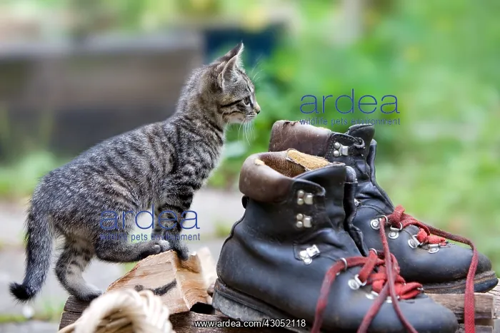 : Kitten and lumberjack shoes in Oberbruck Alsace France : Kitten and lumberjack shoes in Oberbruck Alsace France