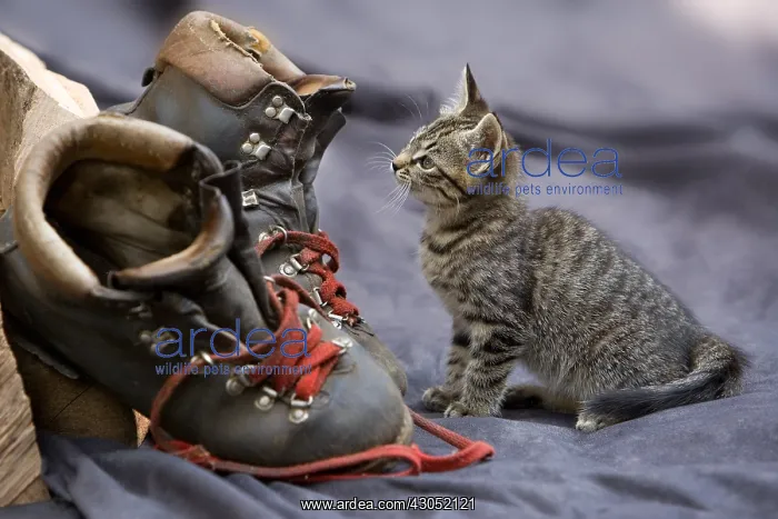 : Kitten and lumberjack shoes in Oberbruck Alsace France : Kitten and lumberjack shoes in Oberbruck Alsace France