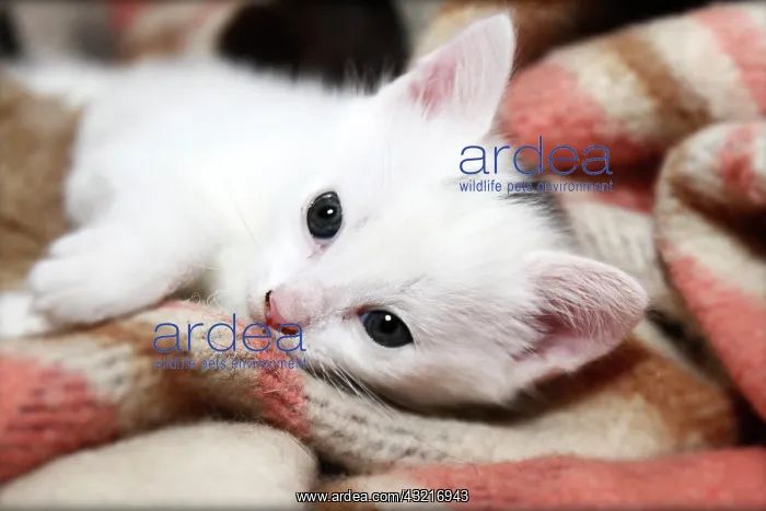 : Kitten lying on blanket : Kitten lying on blanket