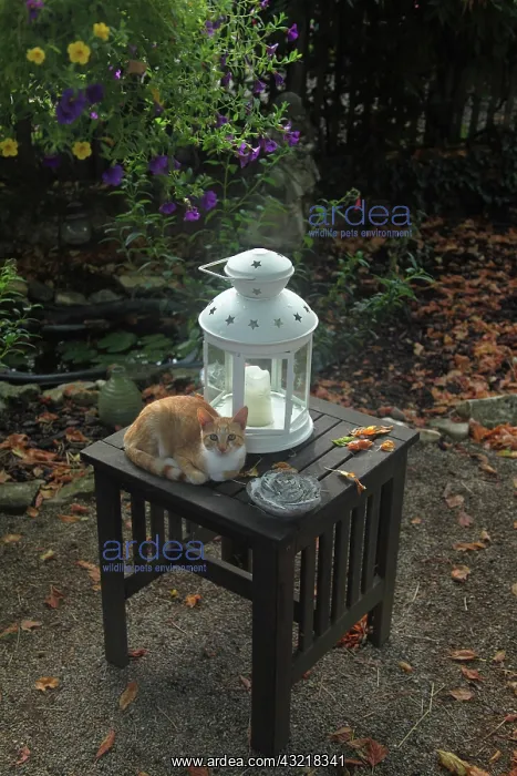 : Kitten lying on a table next to a lantern - France : Kitten lying on a table next to a lantern - France