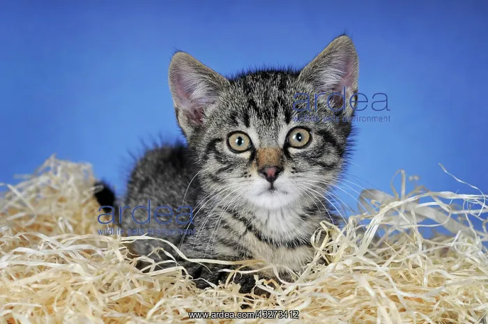 : Kitten, mackerel, 10 weeks old : Kitten, mackerel, 10 weeks old