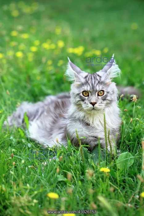 : Kitten Maine Coon lying in the grass : Kitten Maine Coon lying in the grass