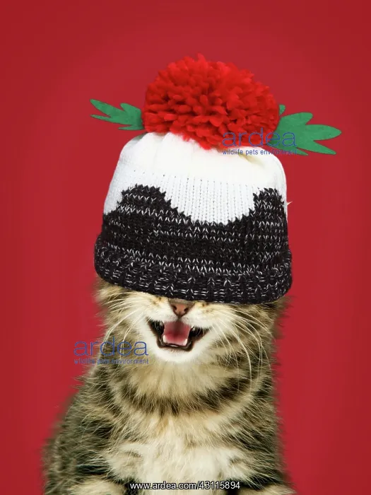 : Kitten with mouth open wearing Christmas pudding : Kitten with mouth open wearing Christmas pudding