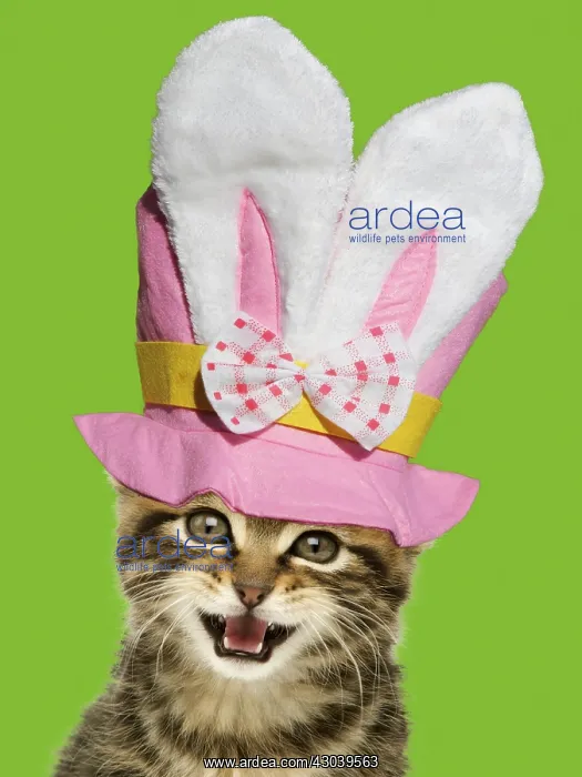  : Kitten, with mouth open - wearing Easter top hat