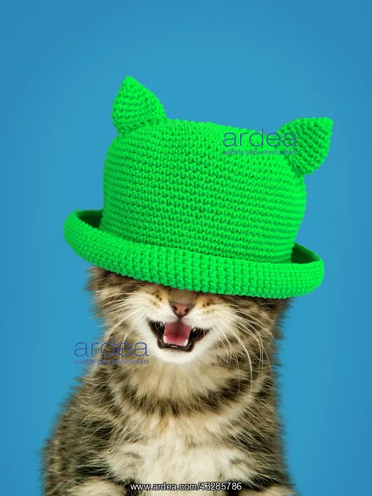 : Kitten - with mouth open wearing green hat covering eyes : Kitten - with mouth open wearing green hat covering eyes