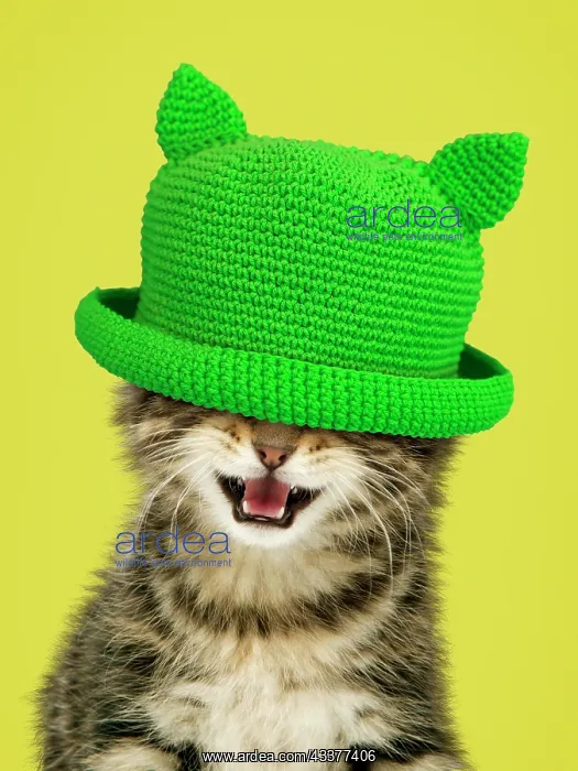 : Kitten - with mouth open wearing green hat covering eyes : Kitten - with mouth open wearing green hat covering eyes