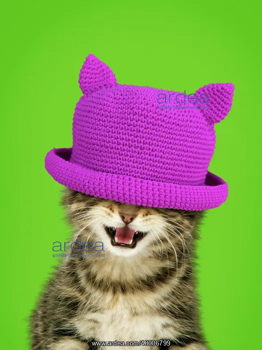 : Kitten with mouth open wearing pink hat covering eyes : Kitten with mouth open wearing pink hat covering eyes