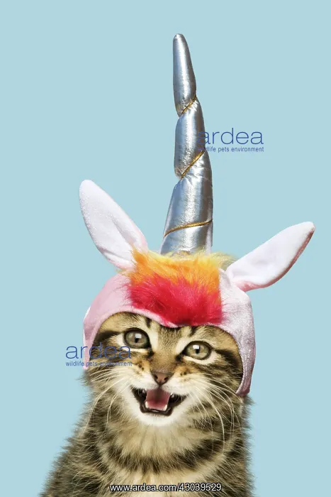 : Kitten - with mouth open, wearing unicorn horn hat : Kitten - with mouth open, wearing unicorn horn hat