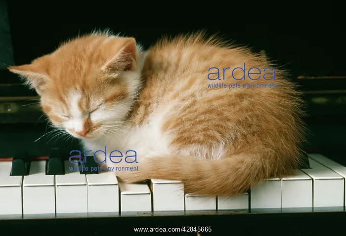 : KITTEN ON PIANO-GINGER : KITTEN ON PIANO-GINGER