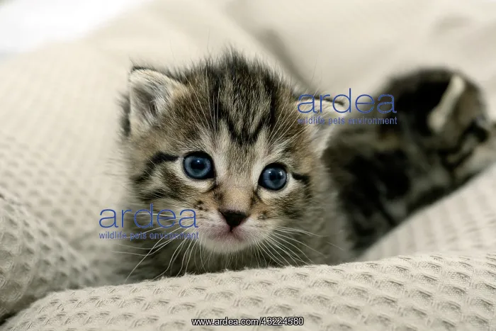 : Kitten on a pillow : Kitten on a pillow