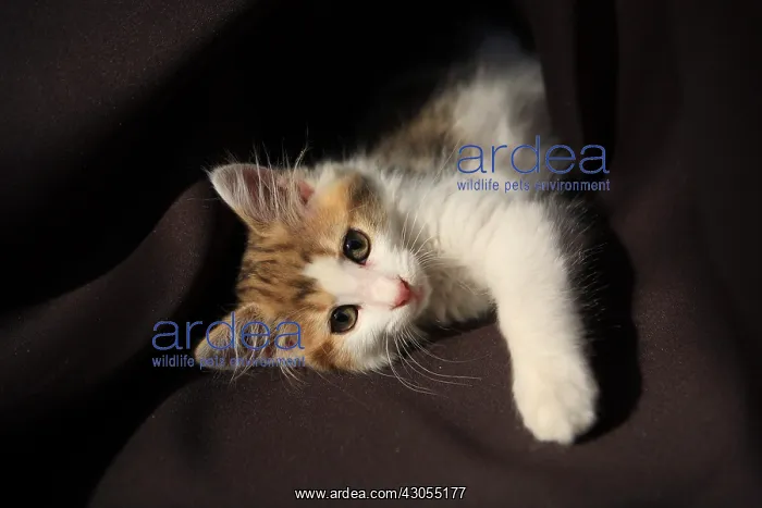 : Kitten playing with fabric : Kitten playing with fabric