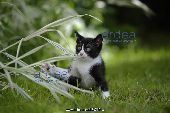 : Kitten playing in garden Normandy France : Kitten playing in garden Normandy France
