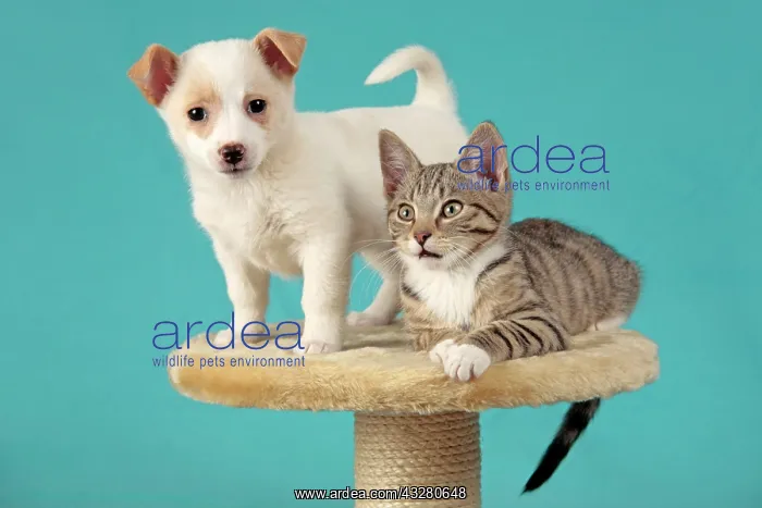 : Kitten and pup peacefully sitting beside each other : Kitten and pup peacefully sitting beside each other