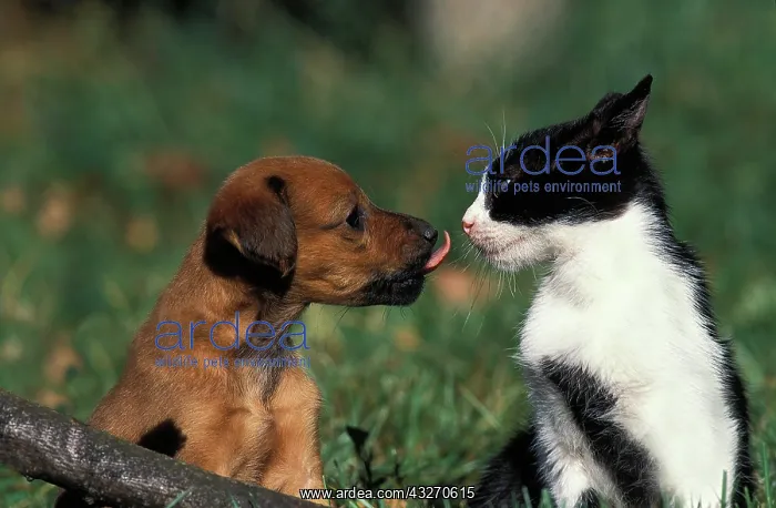 : KITTEN AND PUPPY WITH TONGUE OUT : KITTEN AND PUPPY WITH TONGUE OUT