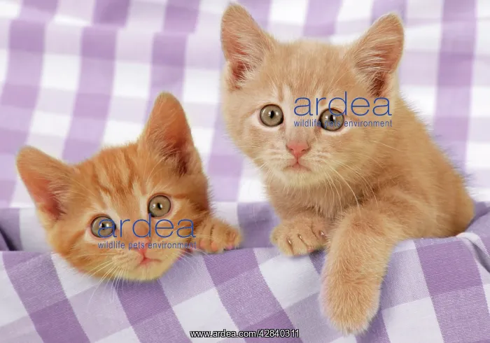  : Kitten on purple gingham