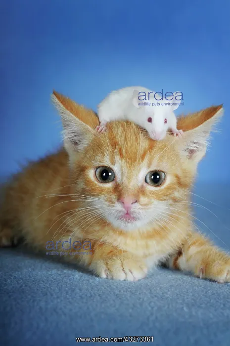 : Kitten, red mackerel and white coloured fancy mouse : Kitten, red mackerel and white coloured fancy mouse
