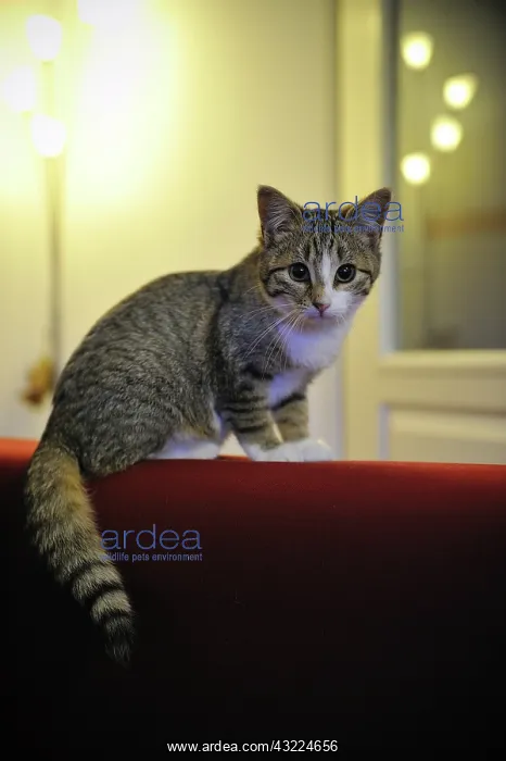 : Kitten and reflection of light : Kitten and reflection of light
