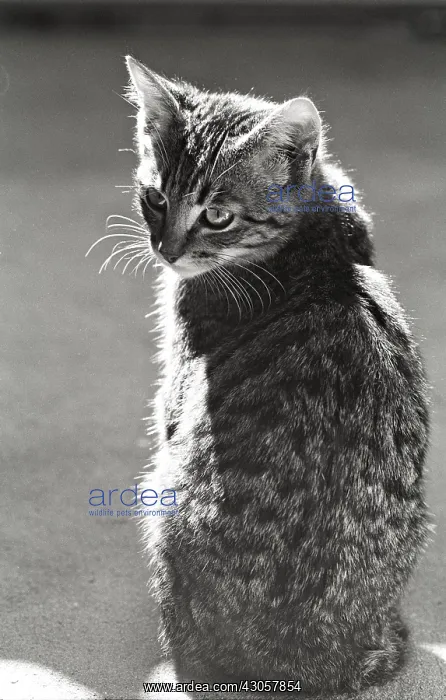: Kitten Refuge of Beauregard France : Kitten Refuge of Beauregard France