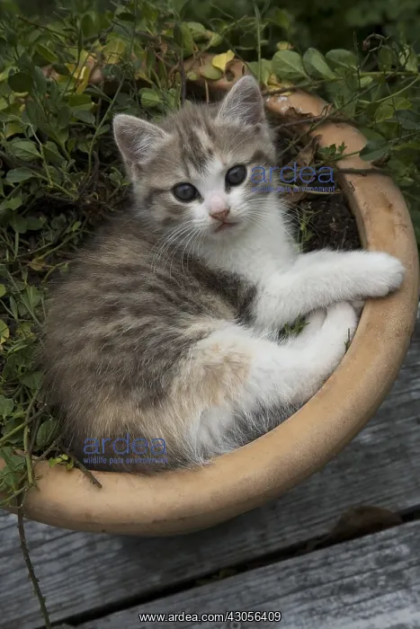 : Kitten resting in a flower pot on a garden terrace : Kitten resting in a flower pot on a garden terrace