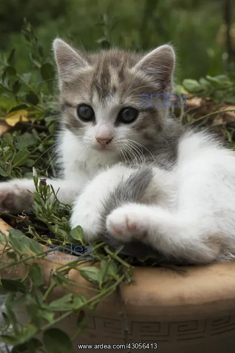 : Kitten resting in a flower pot on a garden terrace : Kitten resting in a flower pot on a garden terrace