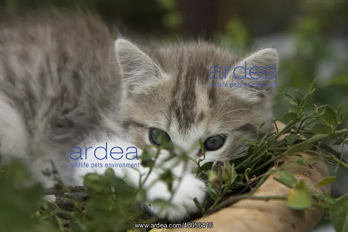 : Kitten resting in a flower pot on a garden terrace : Kitten resting in a flower pot on a garden terrace