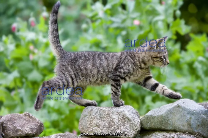 : Kitten running on a stone wall Oberbruck Haut-Rhin : Kitten running on a stone wall Oberbruck Haut-Rhin