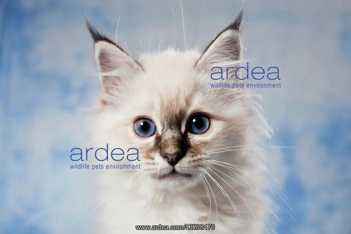 : Kitten, Sacred Birman breed, portrait : Kitten, Sacred Birman breed, portrait