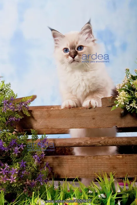 : Kitten, Sacred Birman breed, standing at a fence : Kitten, Sacred Birman breed, standing at a fence