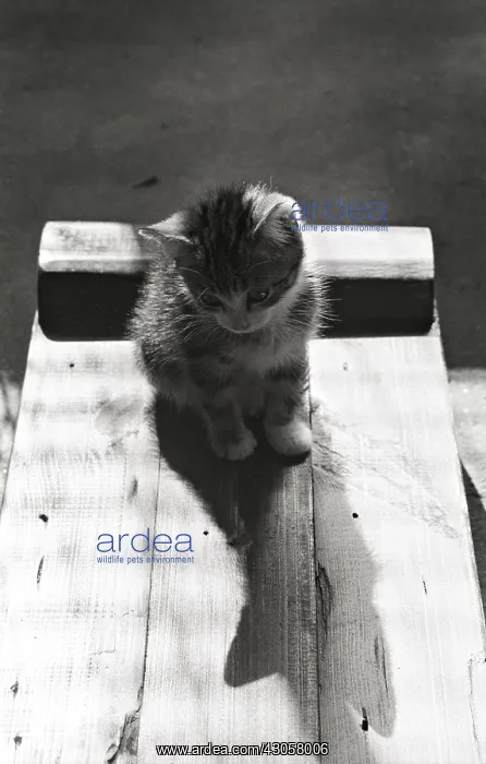  : Kitten and his shadow Refuge of Beauregard France