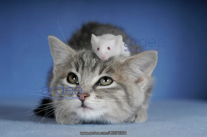 : Kitten, silver tabby and white coloured fancy mouse : Kitten, silver tabby and white coloured fancy mouse