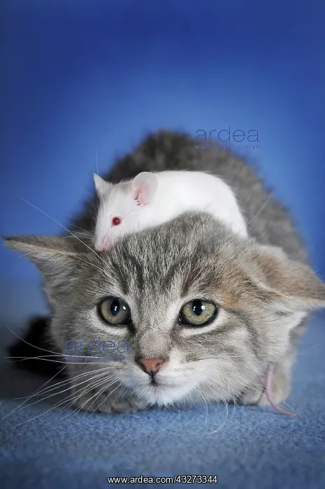 : Kitten, silver tabby and white coloured fancy mouse : Kitten, silver tabby and white coloured fancy mouse