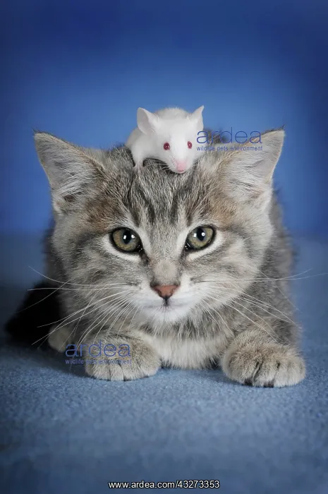 : Kitten, silver tabby and white coloured fancy mouse : Kitten, silver tabby and white coloured fancy mouse