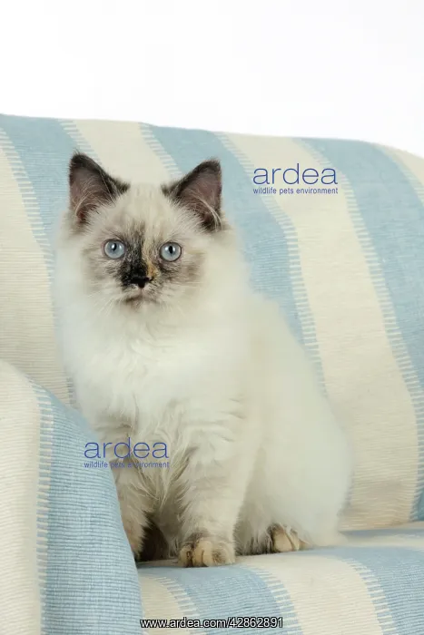  : KITTEN sitting