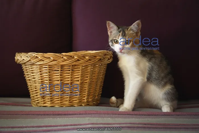 : Kitten sitting beside a basket in a house : Kitten sitting beside a basket in a house