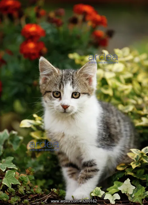 : Kitten sitting in a flowerbed, 12 weeks : Kitten sitting in a flowerbed, 12 weeks