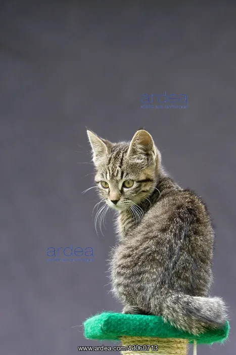 : Kitten sitting Oberbruck Haut-Rhin : Kitten sitting Oberbruck Haut-Rhin