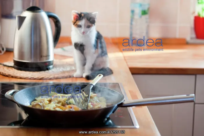 : Kitten sitting in front of a pan with fried potatoes : Kitten sitting in front of a pan with fried potatoes
