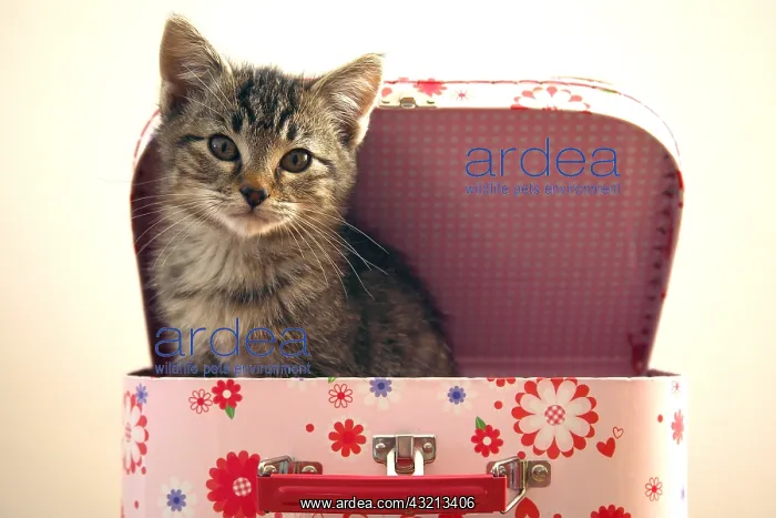 : Kitten sitting in a suitcase child France : Kitten sitting in a suitcase child France