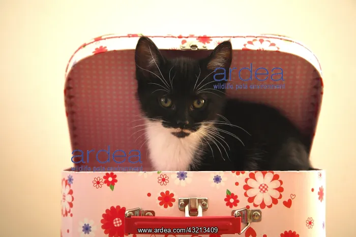 : Kitten sitting in a suitcase child France : Kitten sitting in a suitcase child France