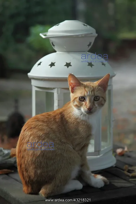 : Kitten sitting on a table next to a lantern - France : Kitten sitting on a table next to a lantern - France