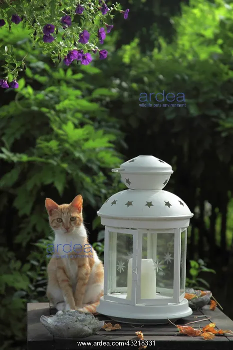 : Kitten sitting on a table next to a lantern - France : Kitten sitting on a table next to a lantern - France