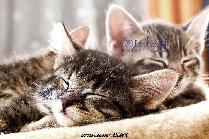 : Kitten sleeping, 6 weeks old : Kitten sleeping, 6 weeks old