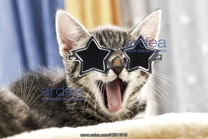  : Kitten with star sun-glasses
