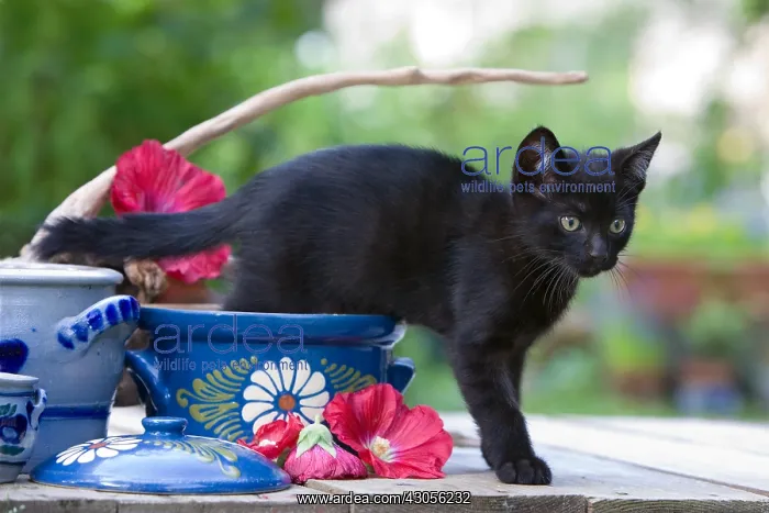  : Kitten on a table hind legs in a pot France