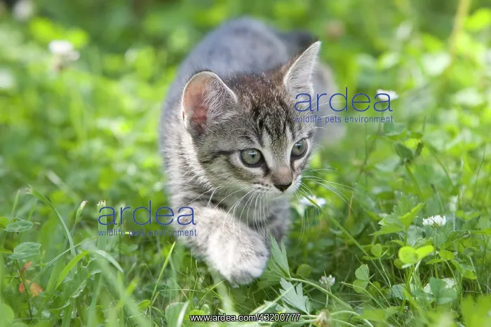 : Kitten in tall grass : Kitten in tall grass