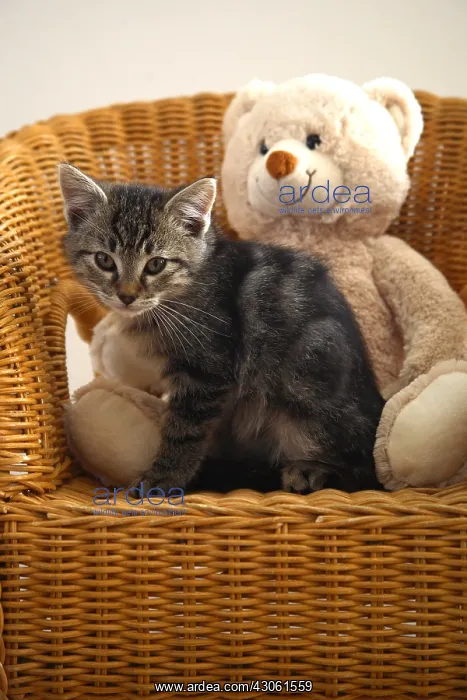 : Kitten and Teddy on a wicker chair France : Kitten and Teddy on a wicker chair France