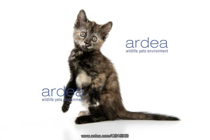 : KITTEN. ( Tortoiseshell ) sitting up : KITTEN. ( Tortoiseshell ) sitting up